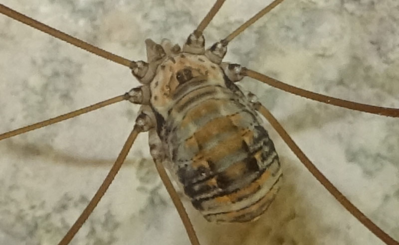 Leiobunum limbatum - Sclerosomatidae